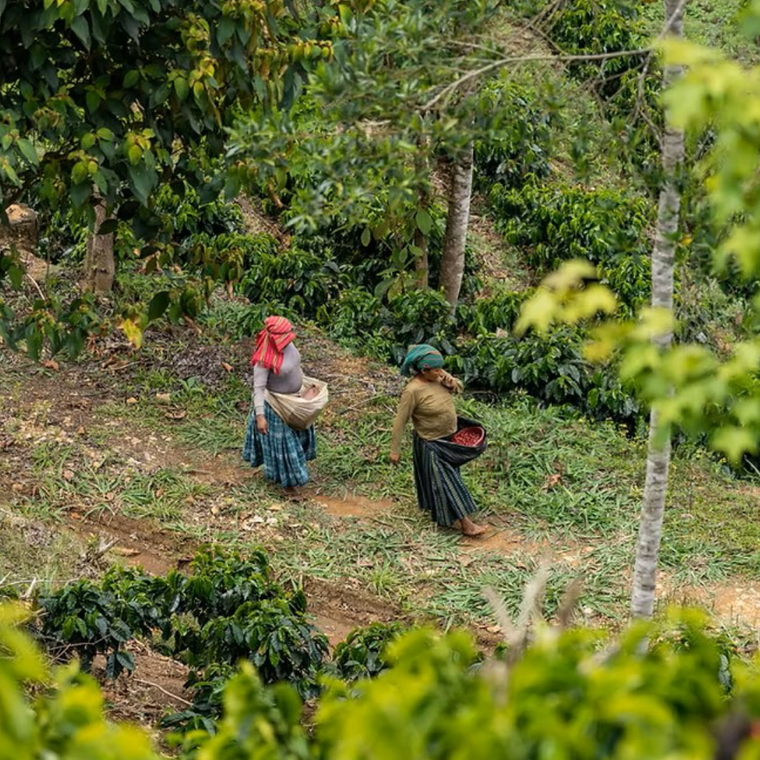 Decaf - Elated - Dreams