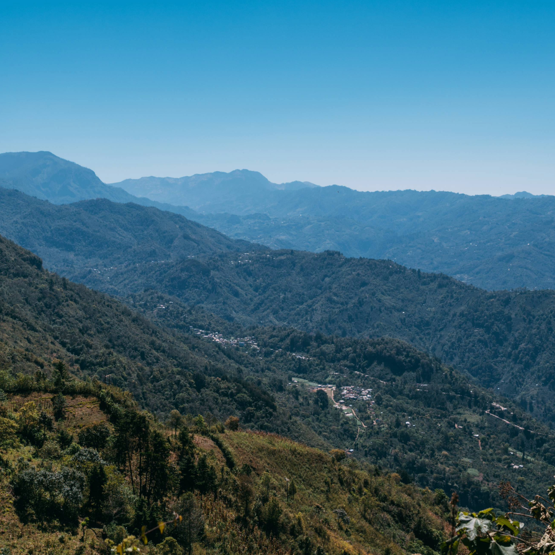 Coffee Of The Month - Winter Bloom