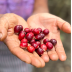 Coffee Of The Month - Winter Bloom