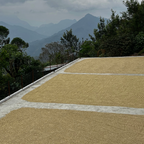 Coffee Of The Month - Winter Bloom