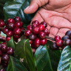 Coffee Of The Month - Winter Bloom