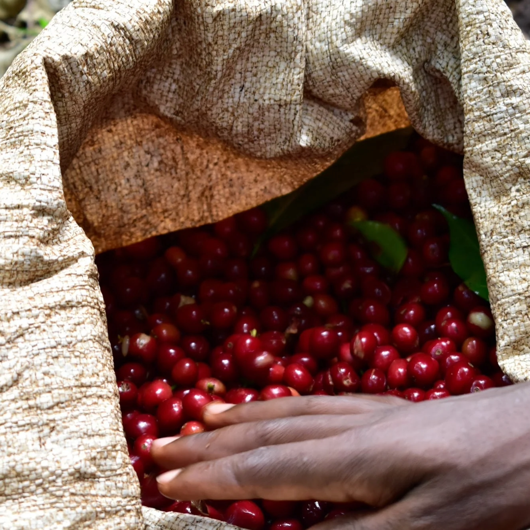 Single Origin -  Ethiopia