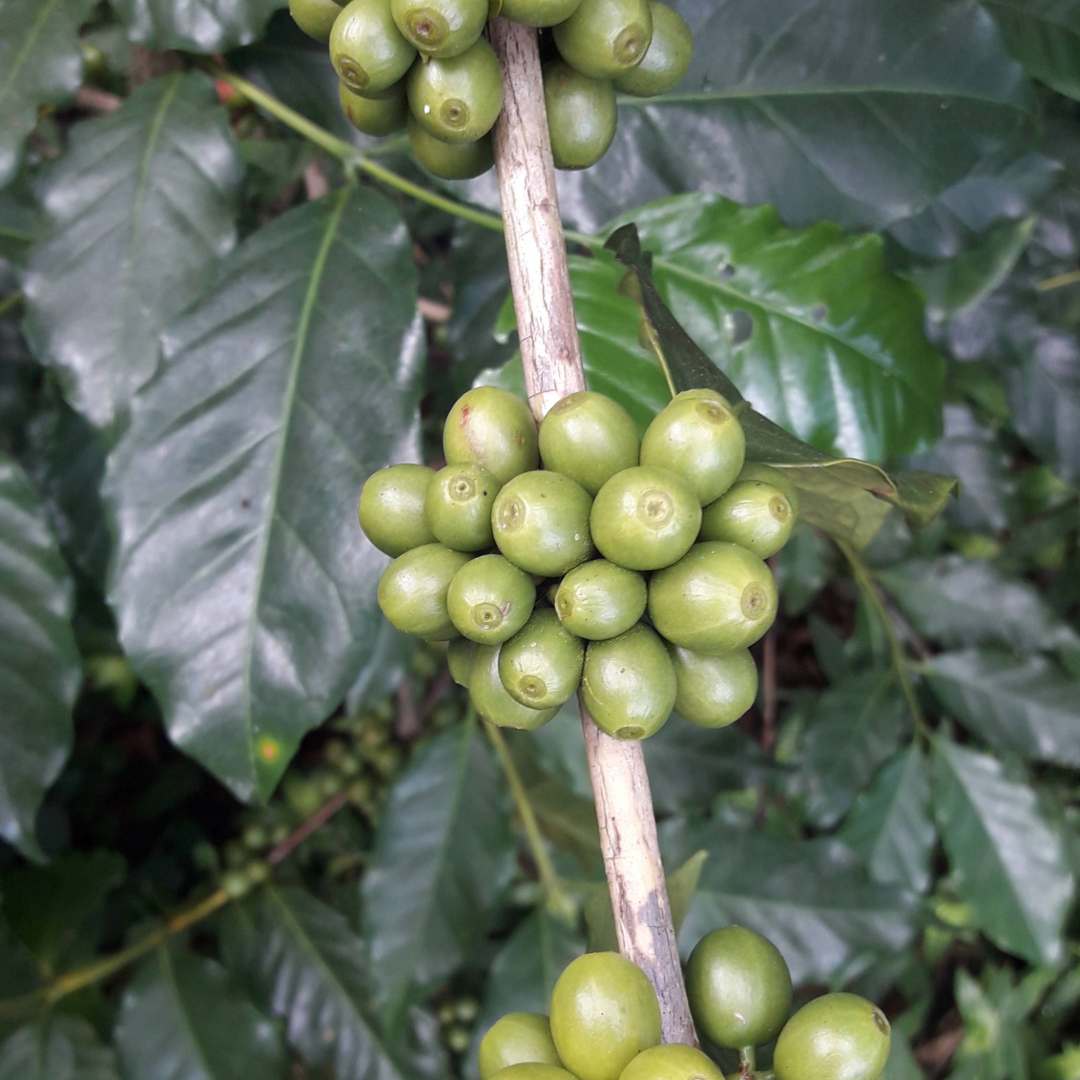 Coffee Of The Month - Morning Mist