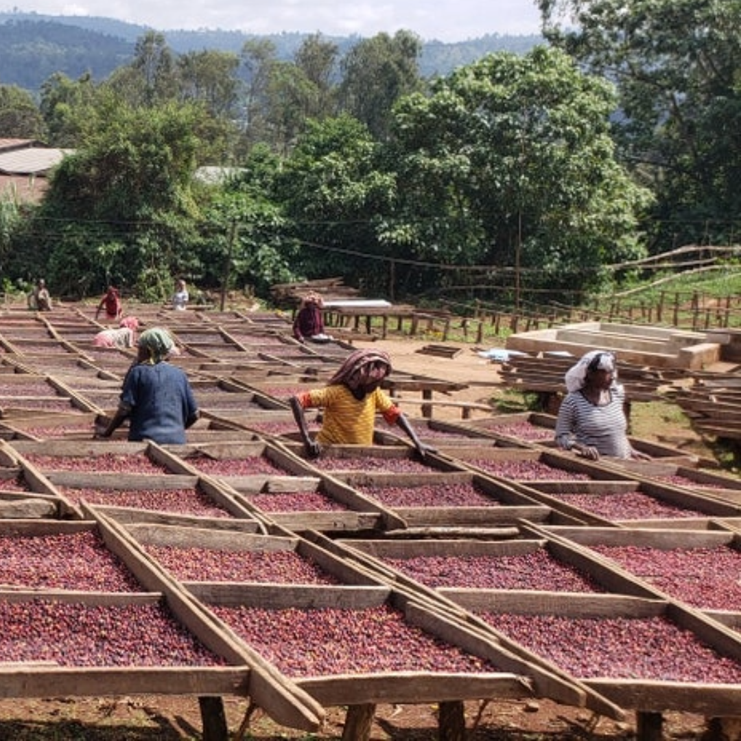 Single Origin -  Ethiopia