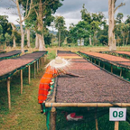 Single Origin -  Ethiopia