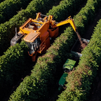 An aerial view of a large orange agricultural harvesting machine moving through dense green crop rows, with a green truck visible underneath.