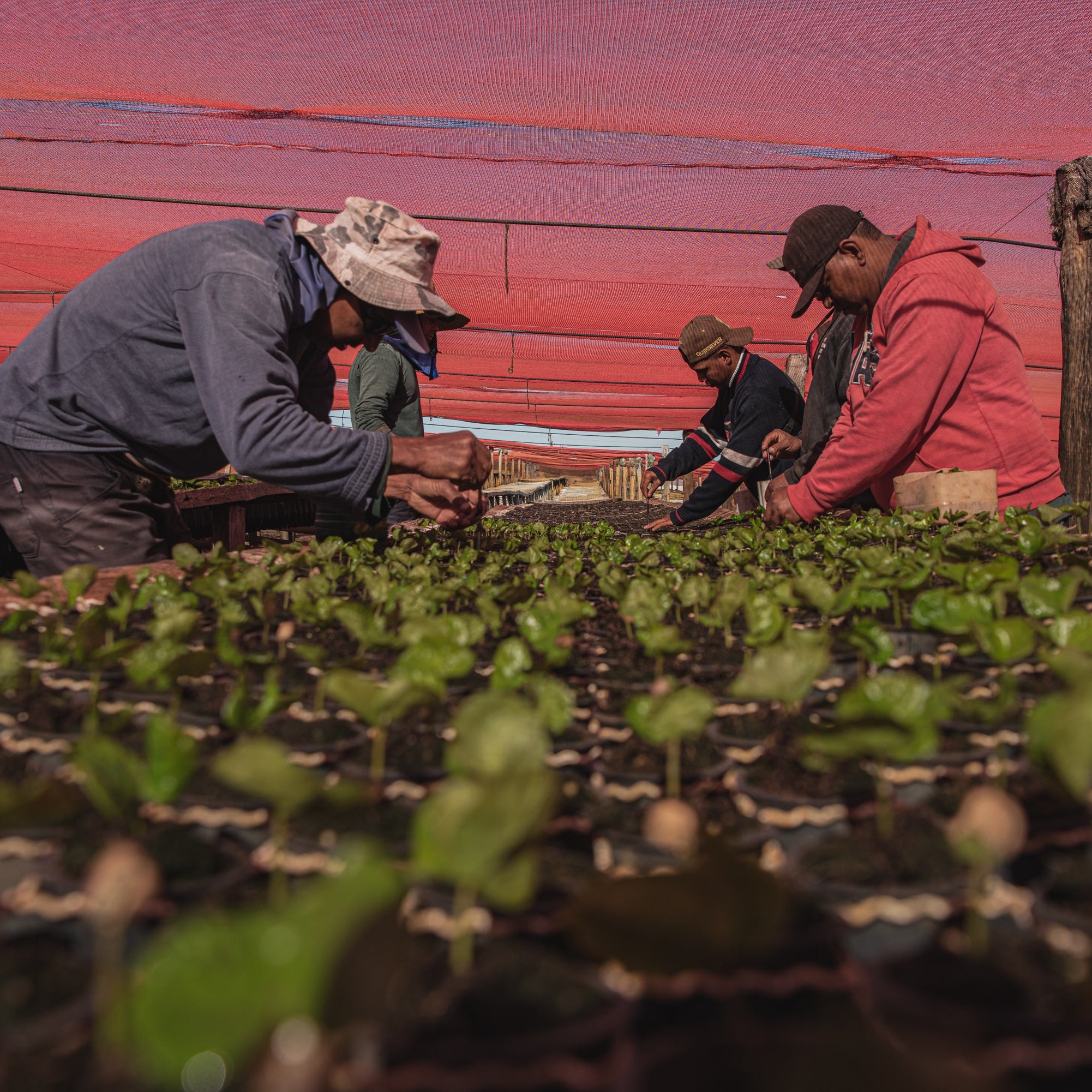 Two people working with plants under a red tarp