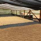 Drying coffee process.