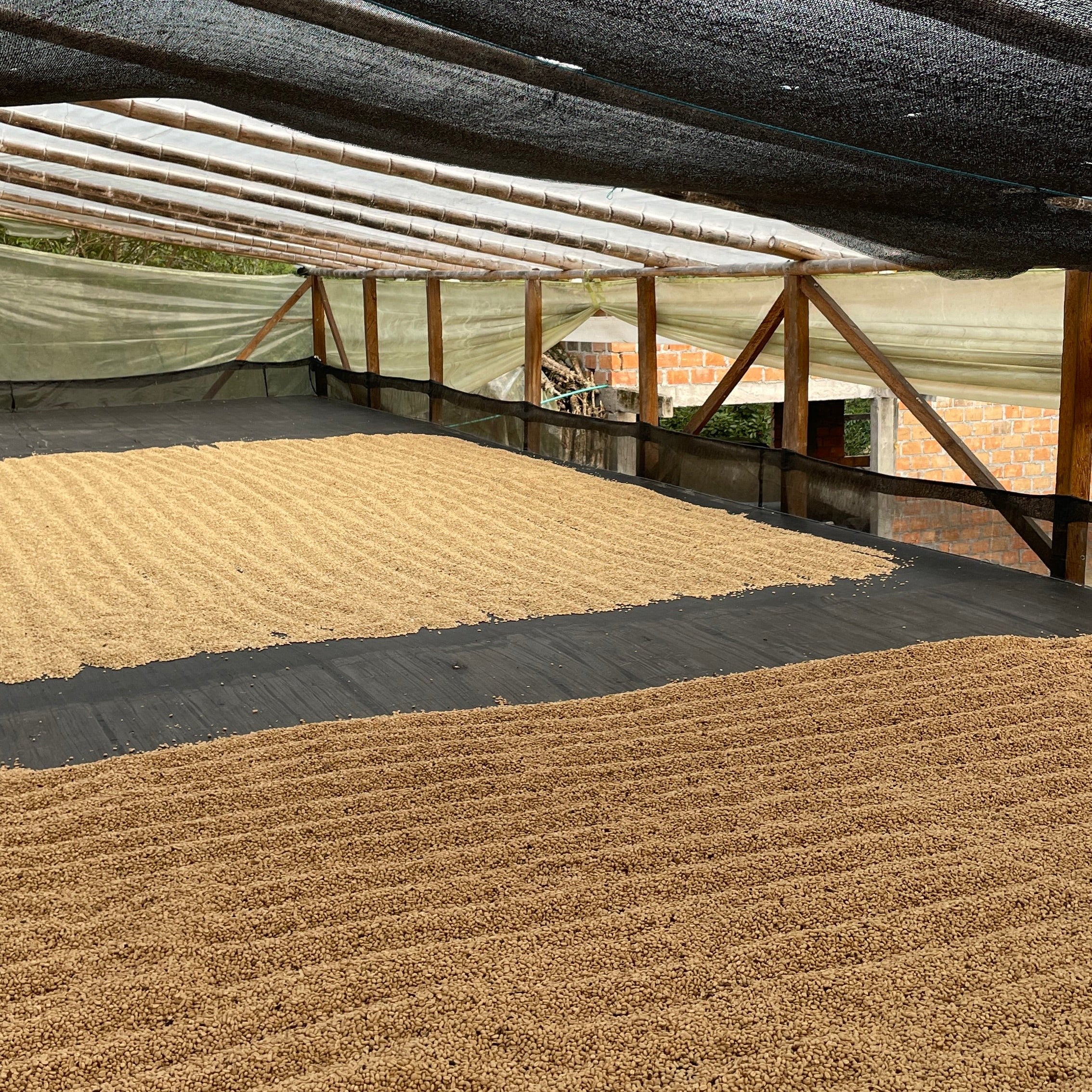 Drying coffee process.