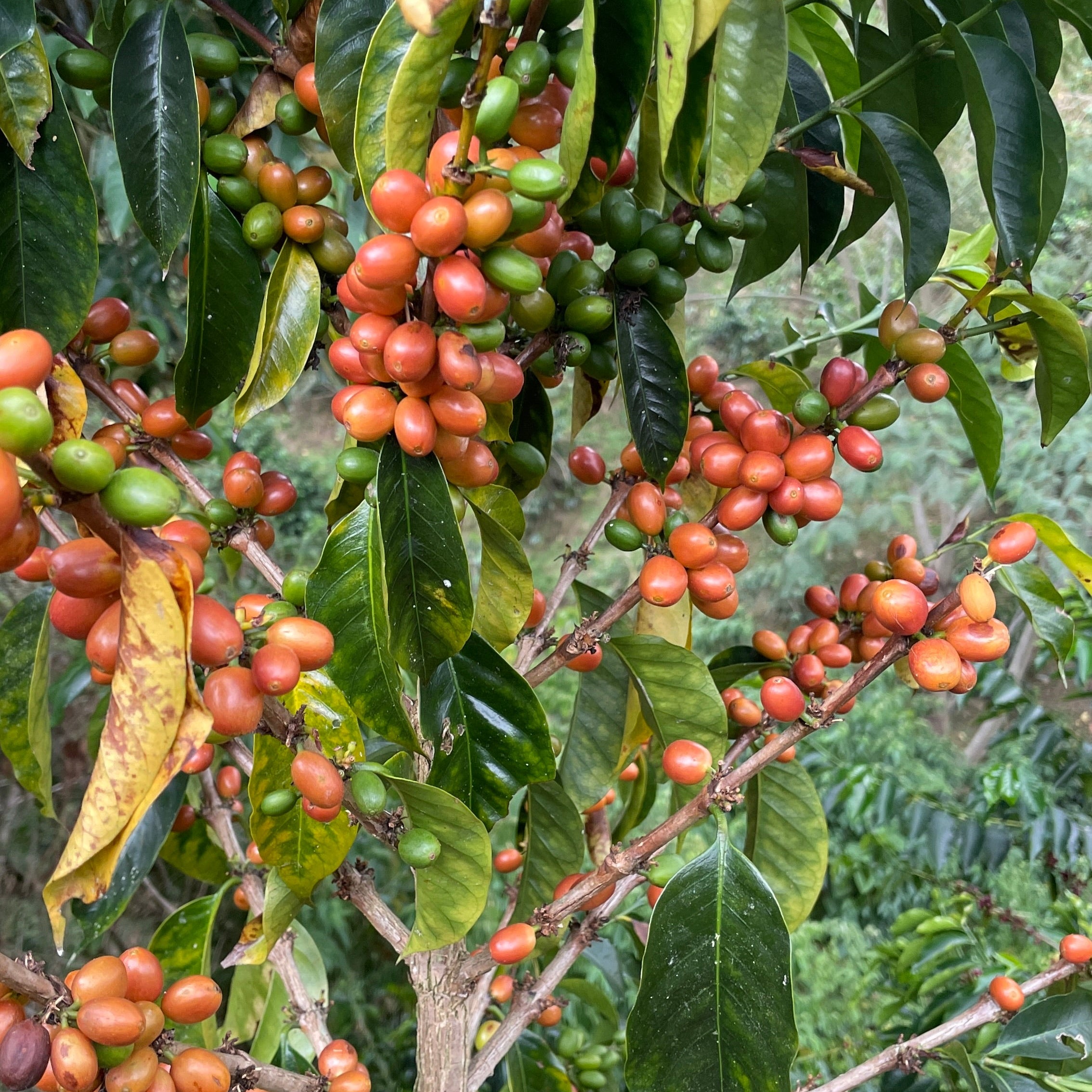 Coffee tree with ripe coffee berries in a natural setting